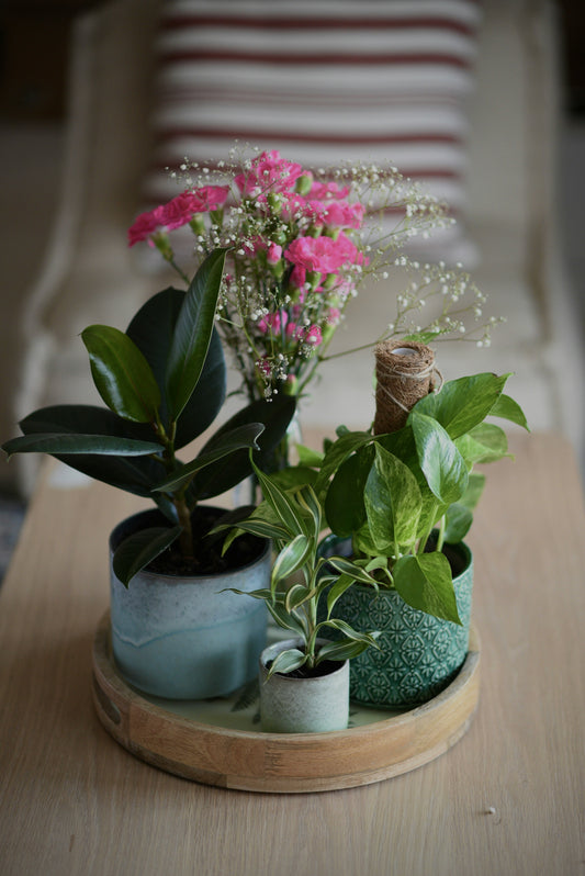 Indoor Decorative Plants Collection