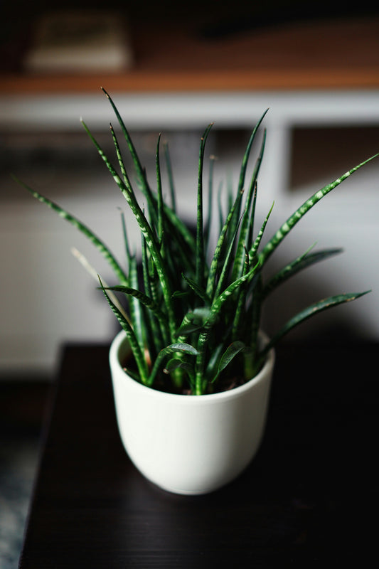 Indoor Decorative Plants Collection